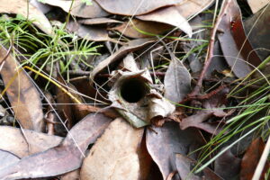 porongurup trapdoor spider cataxia bolganupensis burrow