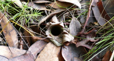 porongurup trapdoor spider cataxia bolganupensis burrow