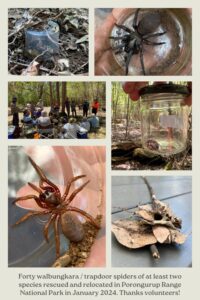 photos of rescued and relocated porongurup trapdoor spiders